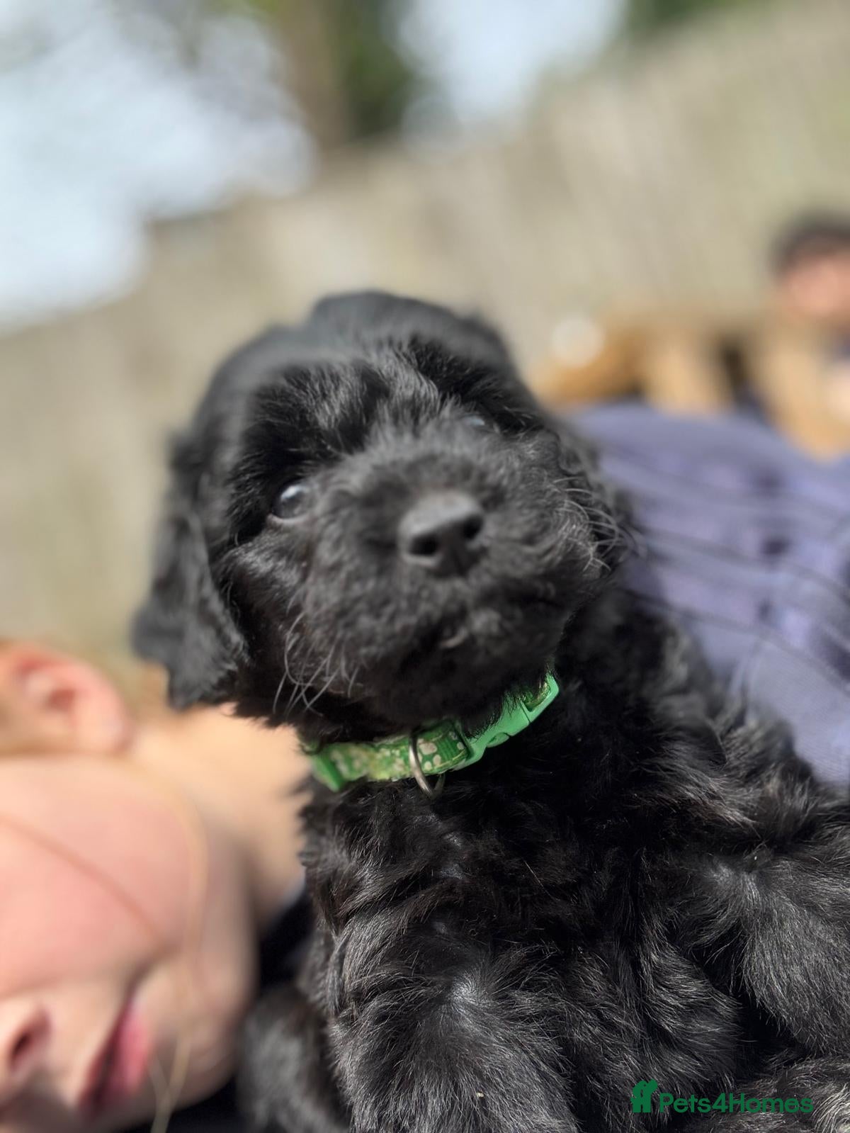 Mixed Breed dogs Beautiful Huntadoodles - Advert 1