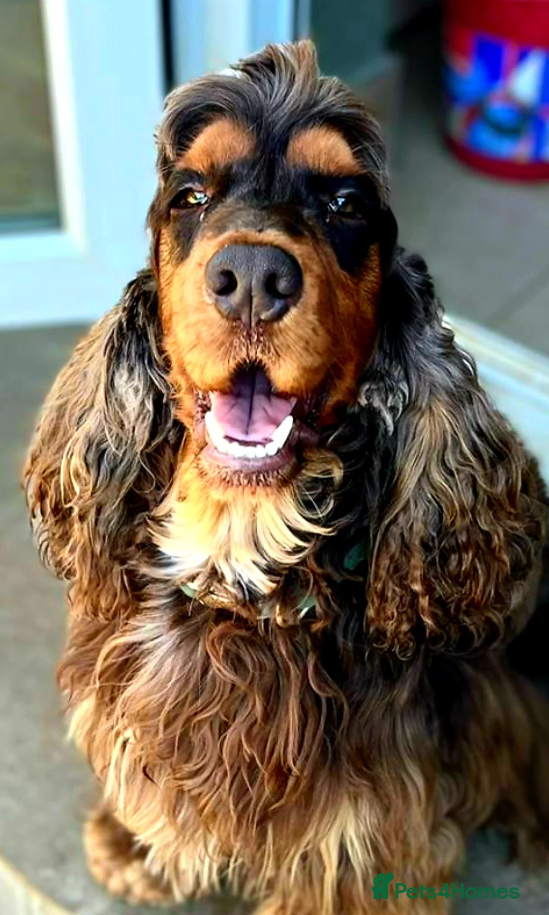 Cocker Spaniel dogs for stud: SHOW COCKER SPANIEL 🐕 health tested stud  in Brentwood - Advert 17