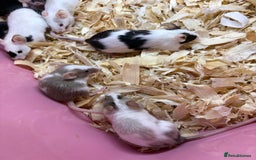 Mouse rodents for sale: Super friendly fancy female mice  - Image 6