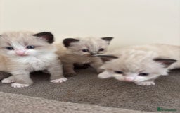 Mixed Breed cats for sale: 5 beautiful kittens for sale - Image 2