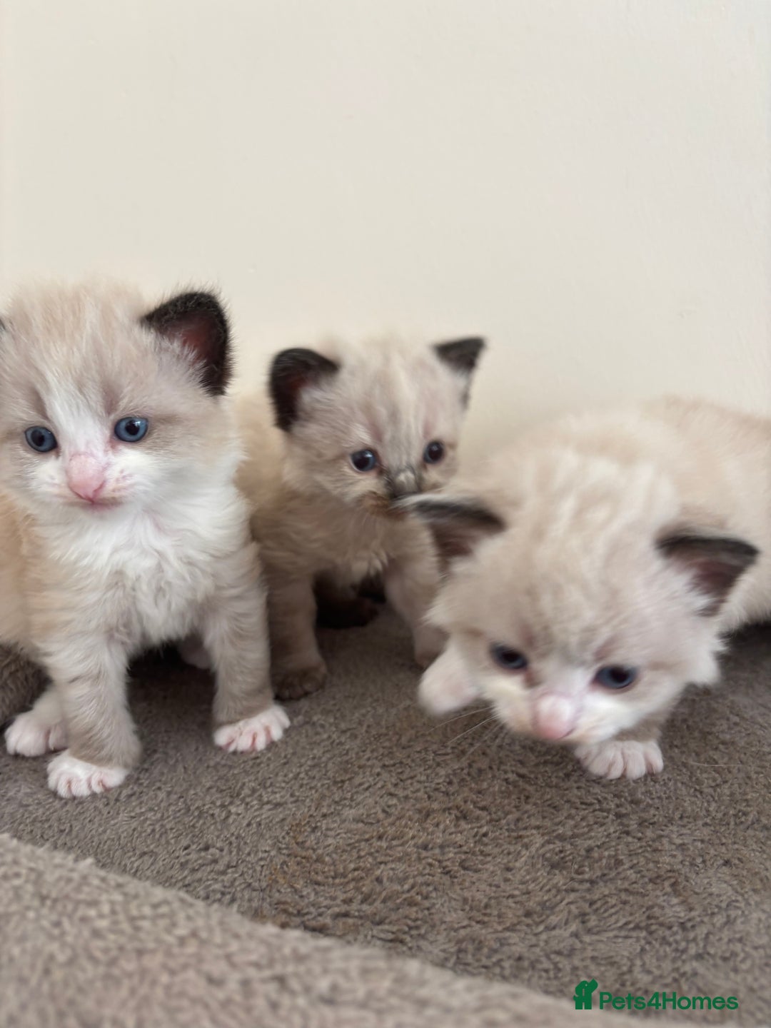 Mixed Breed cats for sale: 5 beautiful kittens for sale - Image 2