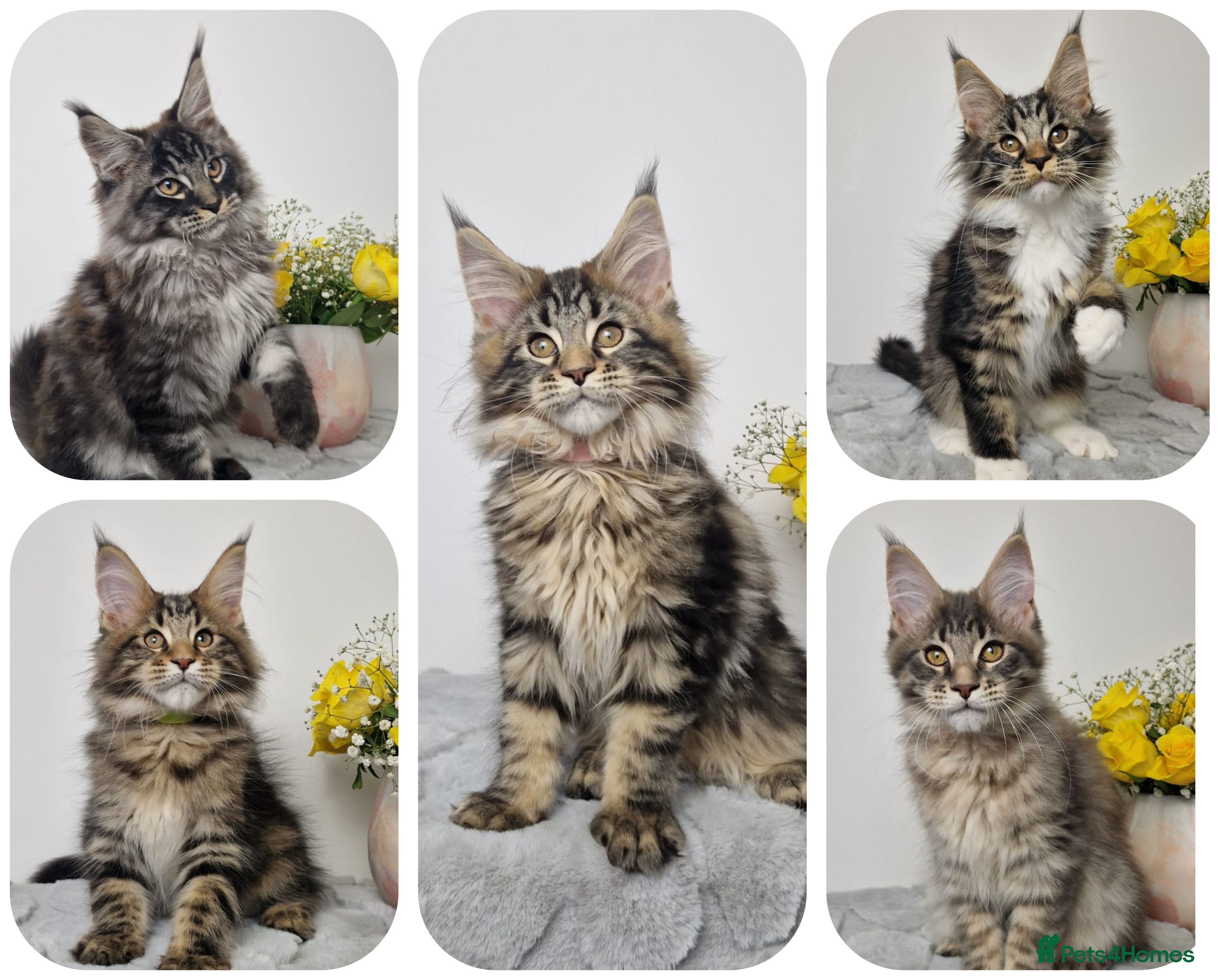 Maine Coon cats  READY TO GO TICA registered maine coon kittens - Advert 8