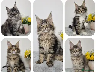 Maine Coon cats READY TO GO TICA registered maine coon kittens - Advert 8