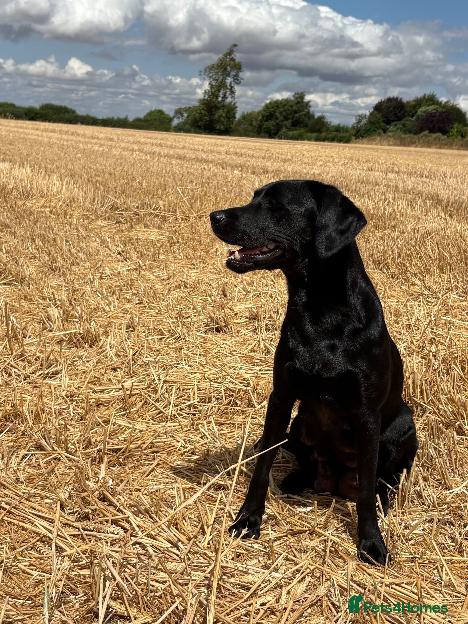 Labrador Retriever dogs Beautiful black labs KC registered  - Advert 5