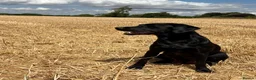 Labrador Retriever dogs for sale: Beautiful black labs KC registered  - Advert 1