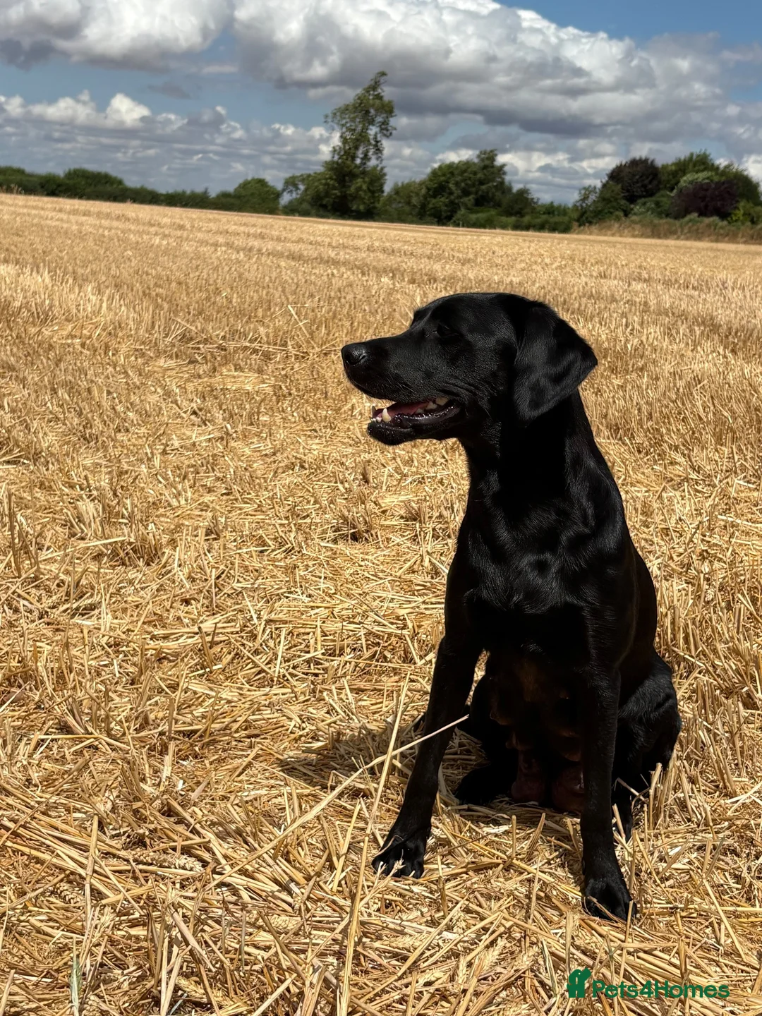 Labrador Retriever dogs for sale: Beautiful black labs KC registered  - Advert 1