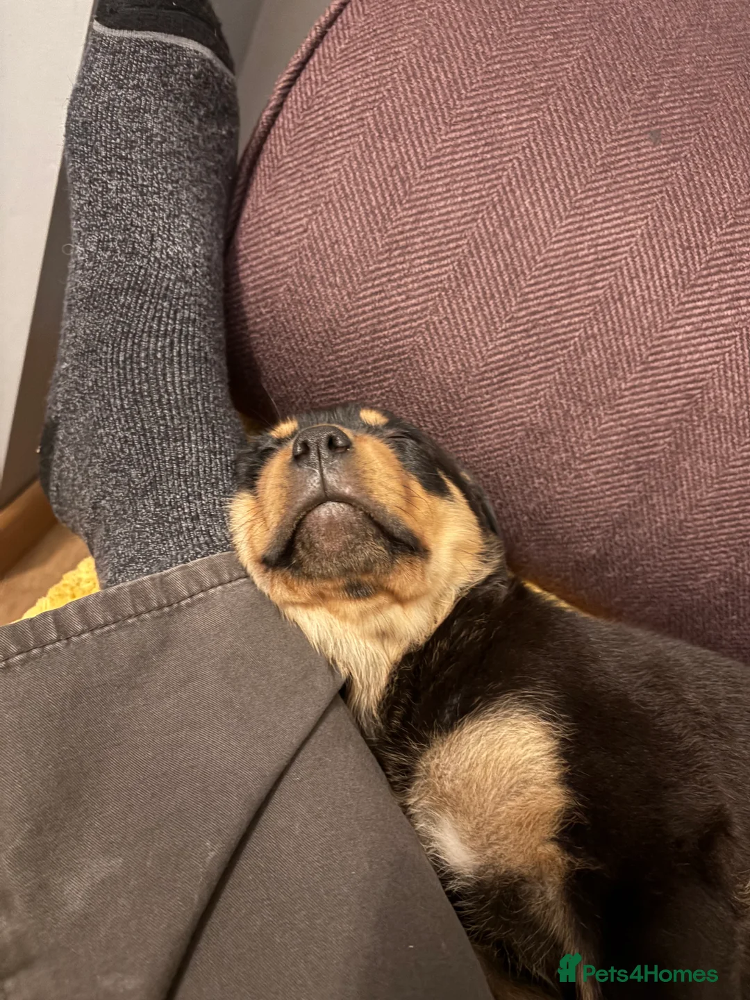 Rottweiler dogs for sale: Beautiful Rottweiler girl 9 weeks old.  - Advert 3