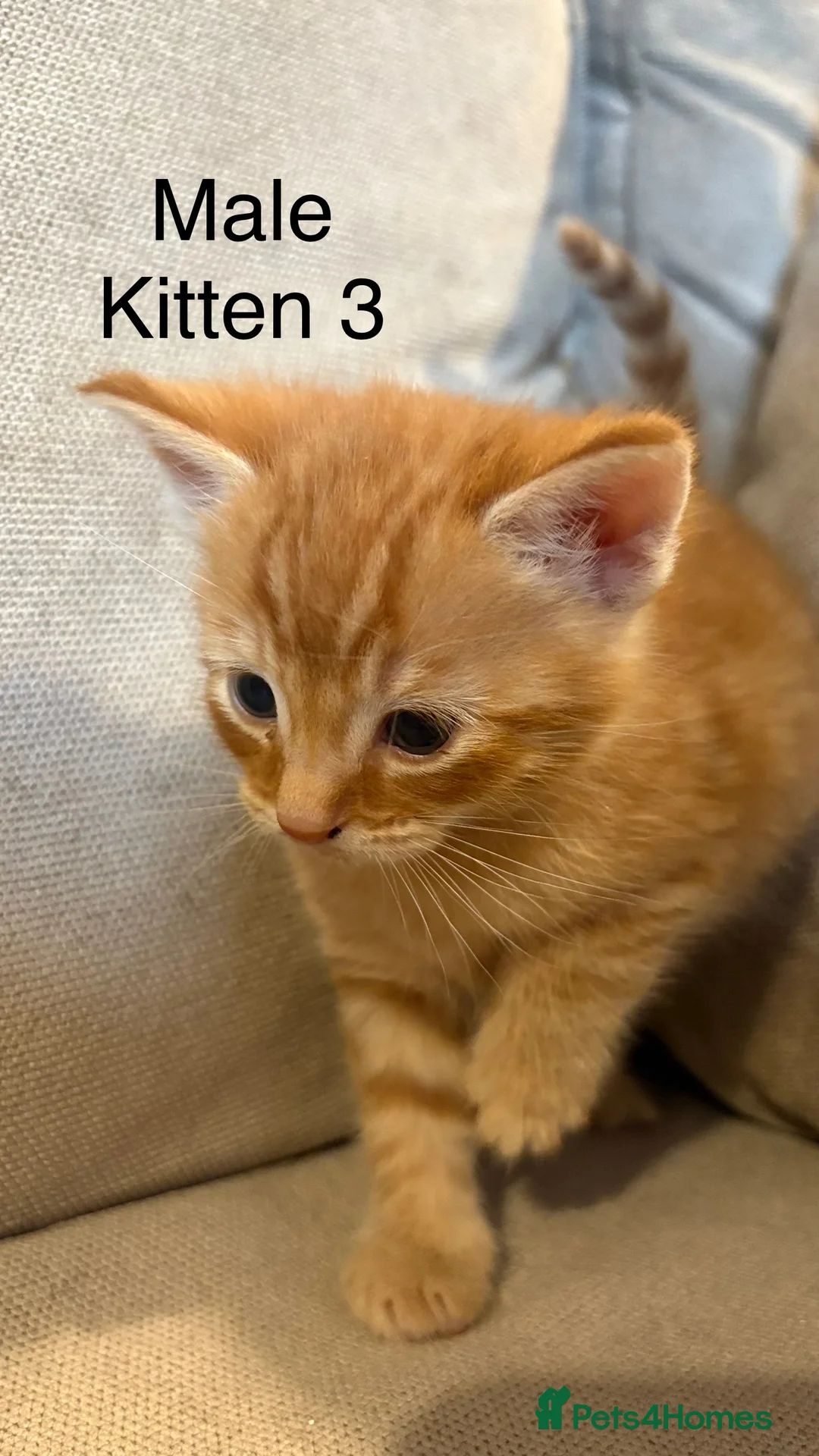 Mixed Breed cats for sale: 4 boys mum is a Bengal cross  - Advert 7