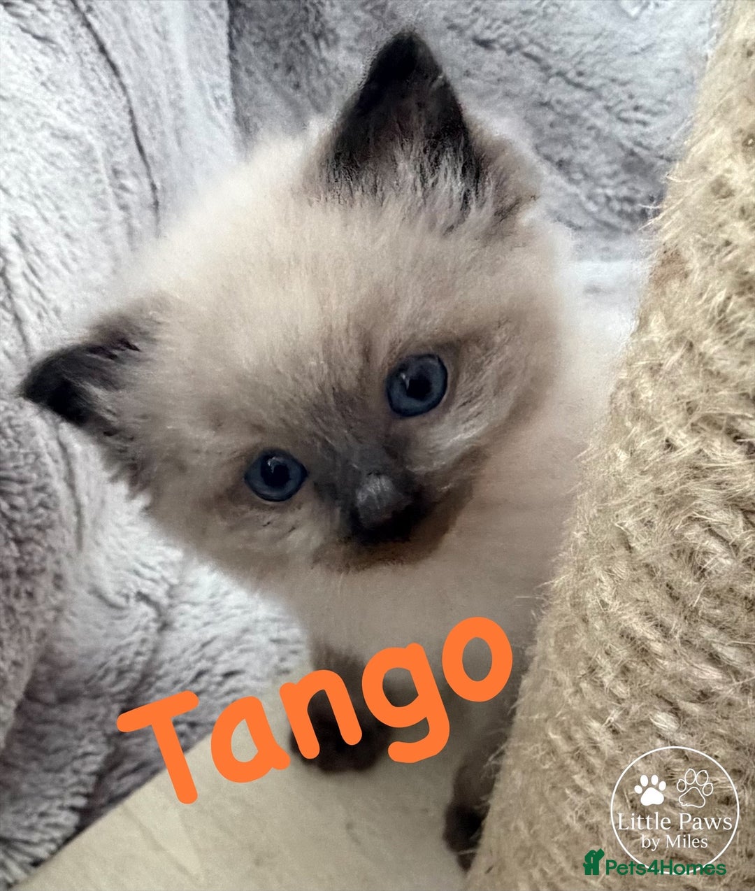 Ragdoll cats for sale: GCCF Exceptional Pedigree Ragdolls 🌸 - Advert 25