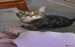 Mixed Breed cats for sale: Bengal cross kittens - Image 5