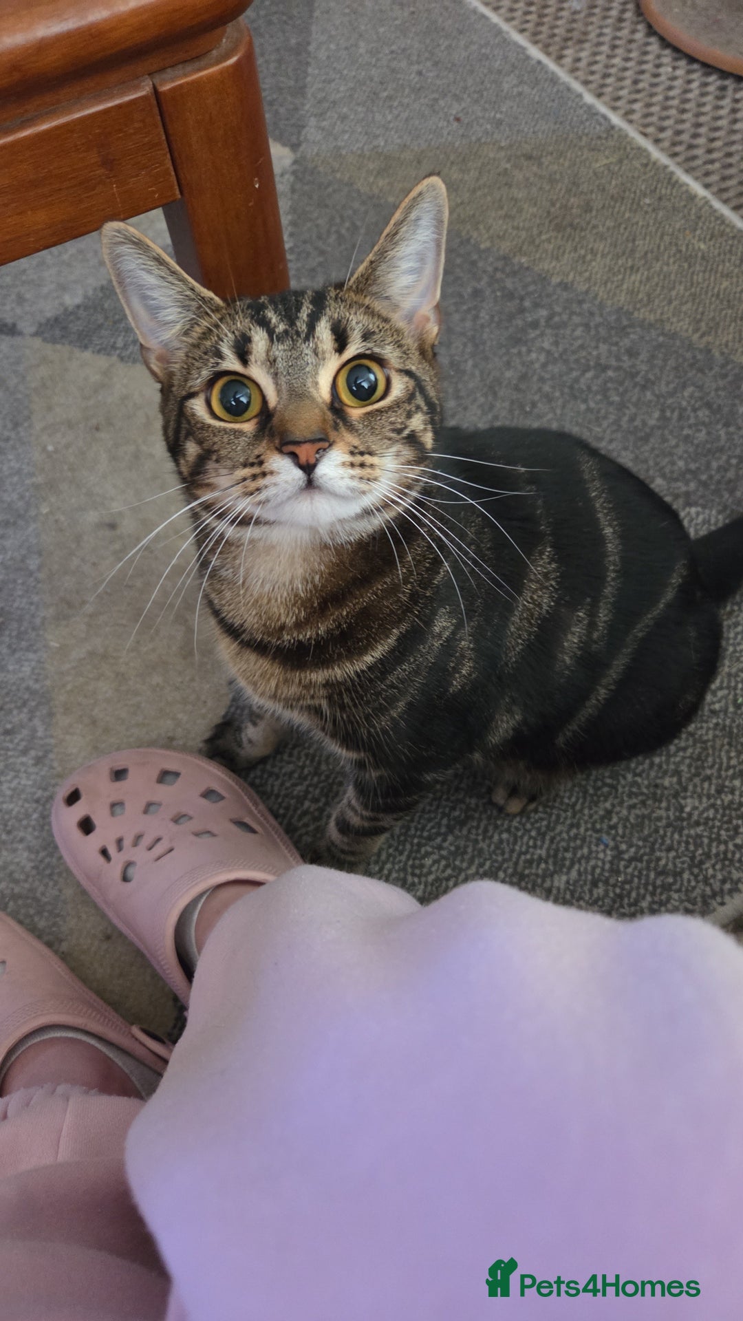 Mixed Breed cats for sale: Bengal cross kittens - Image 5