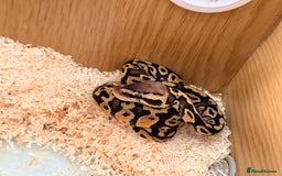 Python Snake reptiles for sale: Baby Ball python - Image 1