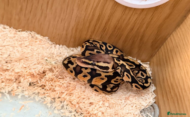 Python Snake reptiles - Advert 1