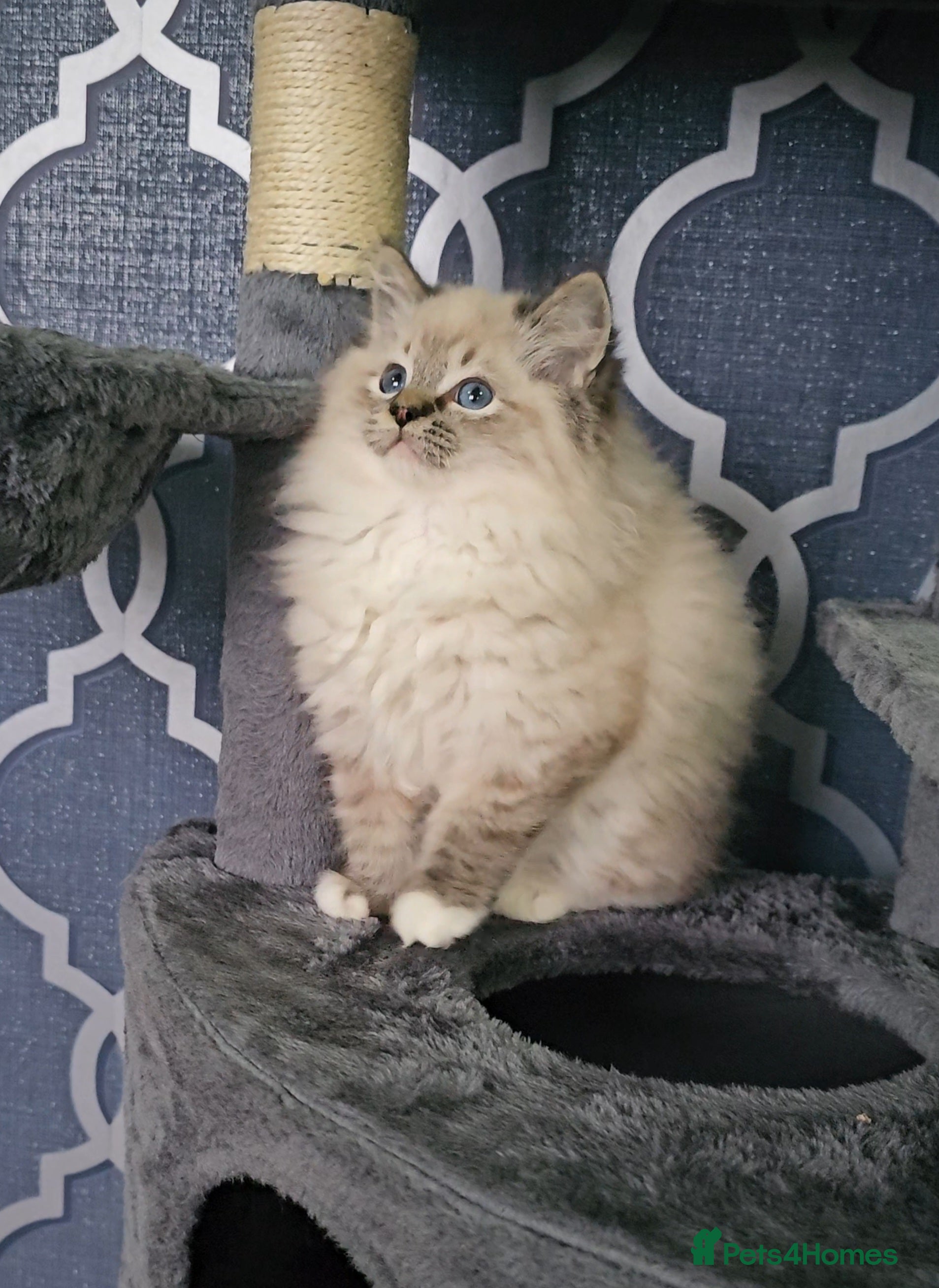 Ragdoll cats 5⭐️ Council licenced GCCF registered kittens  - Advert 1