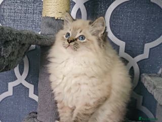 Ragdoll cats 5⭐️ Council licenced GCCF registered kittens - Advert 5