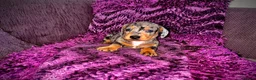 Miniature Dachshund dogs for sale: 🥰🐶MINIATURE DACHSHUND PUPPIE🥰🐶 - Advert 9