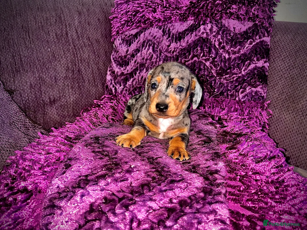 Miniature Dachshund dogs for sale: 🥰🐶MINIATURE DACHSHUND PUPPIE🥰🐶 - Advert 9