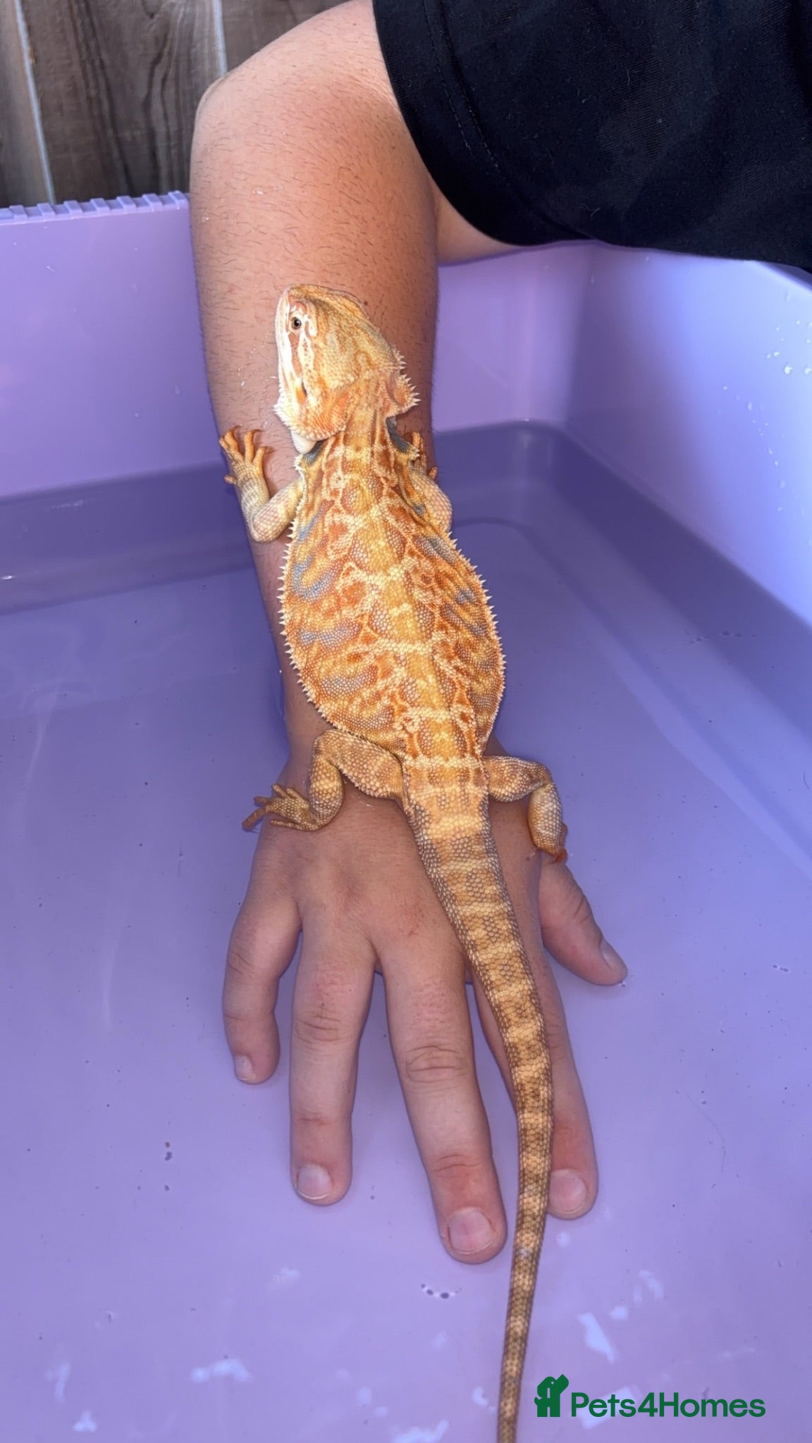 Bearded Dragon reptiles Male citrus red leather back with maxi viv - Advert 1