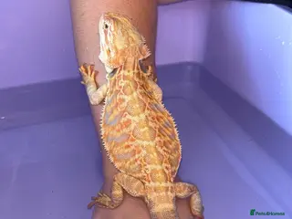 Bearded Dragon reptiles Male citrus red leather back with maxi viv - Advert 1