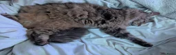 Mixed Breed cats for sale: 2 loving cats urgently needing good home  in Scarborough - Advert 3