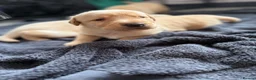 Labrador Retriever dogs for sale: 5 chunky yellow  Labradors  - Advert 6