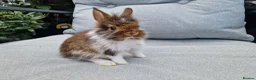 Lionhead rabbits for sale: 2 lionhead boys - Advert 5
