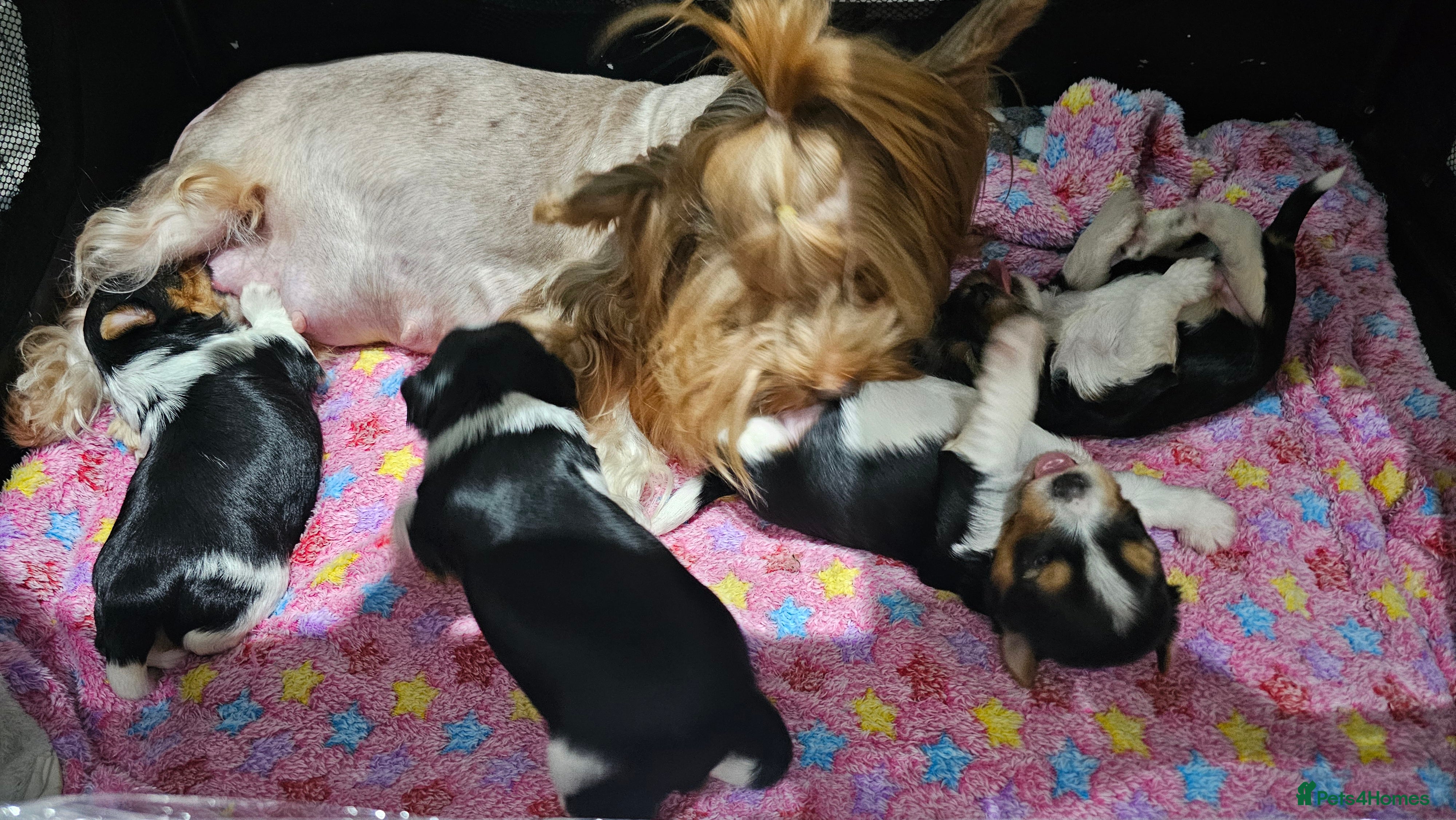 Yorkshire Terrier dogs 2 boys and 2 girls yorkshire terrier  - Advert 18