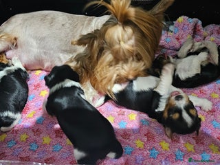 Yorkshire Terrier dogs 2 boys and 2 girls yorkshire terrier - Advert 12