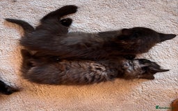 Mixed Breed cats for sale: Beautiful Maine Coon cross kittens - Image 7