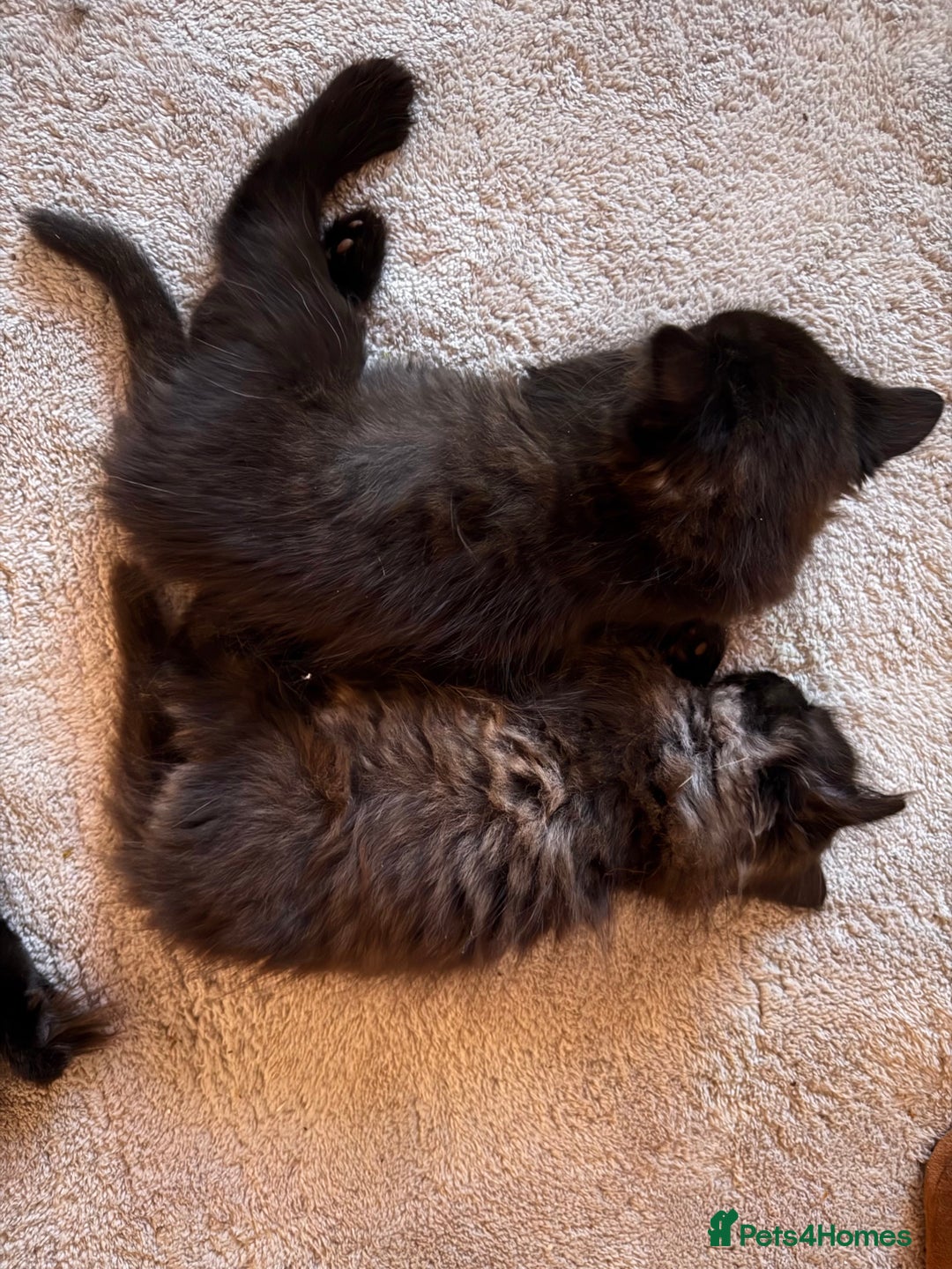 Mixed Breed cats for sale: Beautiful Maine Coon cross kittens - Image 7