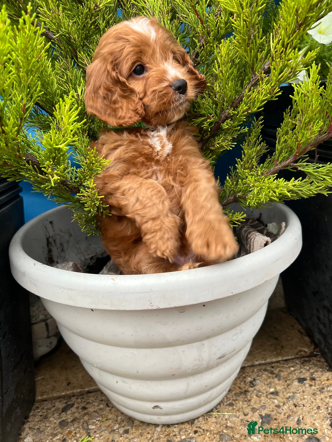 Cockapoo dogs for sale: LAST GIRL!!!!! F1 Cockapoo Puppies!!! - Advert 27