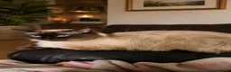 Ragdoll cats for sale: Dreamy Blue-eyed Ragdolls - Advert 4