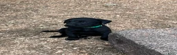 Labrador Retriever dogs for sale: KC Registered Black & Yellow Labrador Puppies - Advert 33