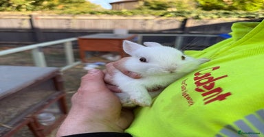Lionhead rabbits - Advert 11
