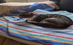 Mixed Breed cats for adoption: Rescue kitten needs forever home - Image 2