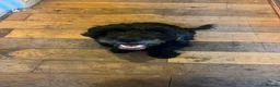 Mixed Breed dogs for sale:  **  Nibblet in Bordon - Advert 3
