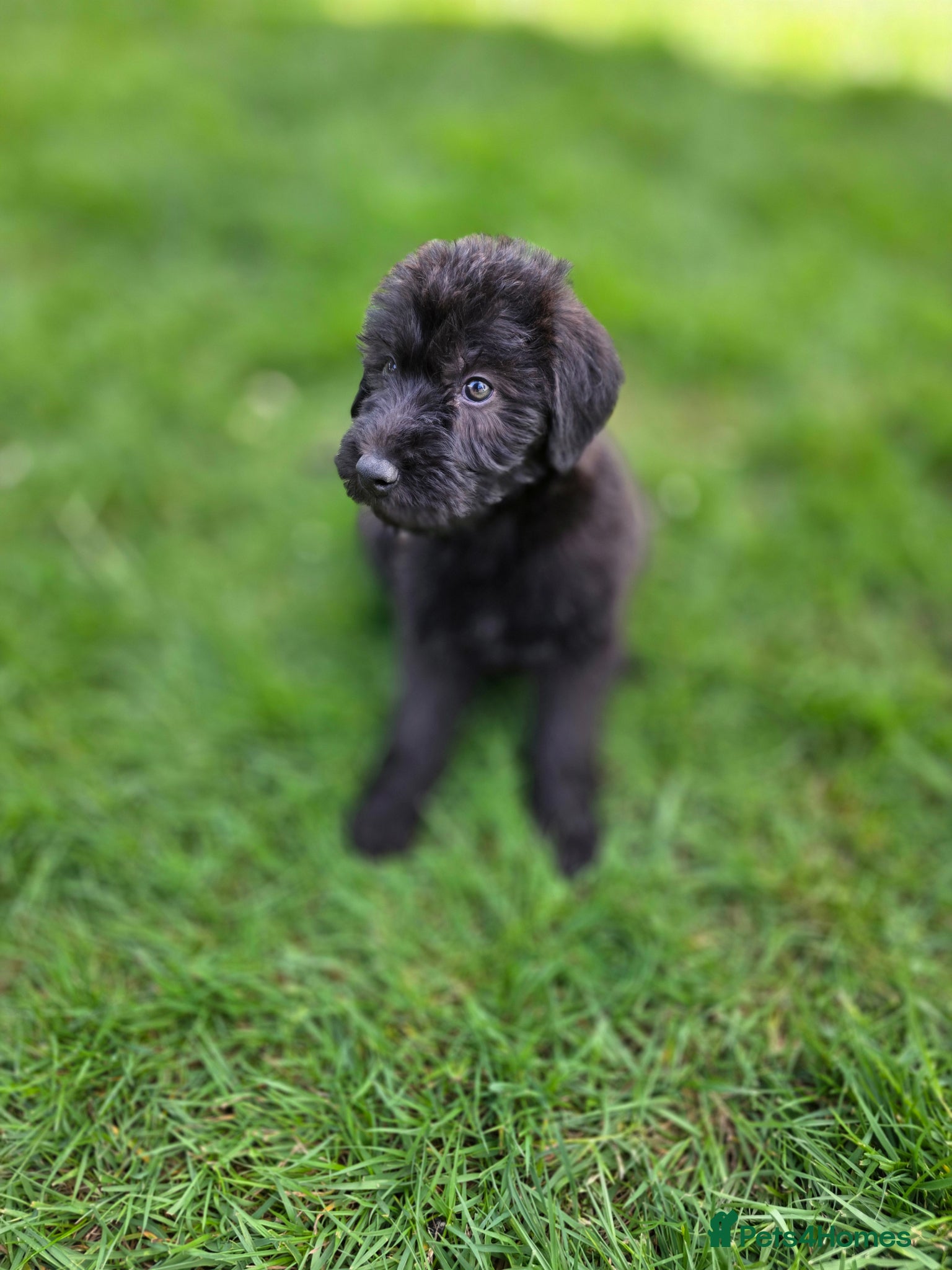 Mixed Breed dogs Deerhound Greyhound Collie/ Bedlington  - Advert 14