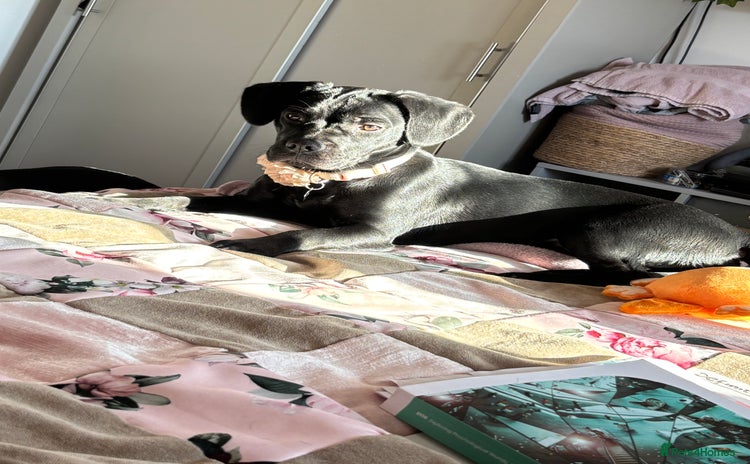 Mixed Breed dogs - Advert 1