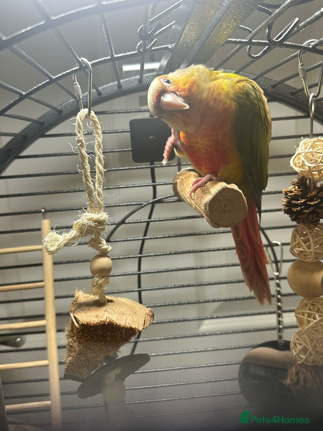 Conures birds for sale: Green Cheek Conure for sale 11months old £850 - Advert 5