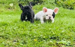 French Bulldog dogs for sale: 🏆KC registered, Standard French Bulldog Puppies🏆 - Image 6