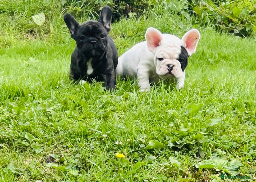 French Bulldog dogs for sale: 🏆KC registered, Standard French Bulldog Puppies🏆 - Image 6