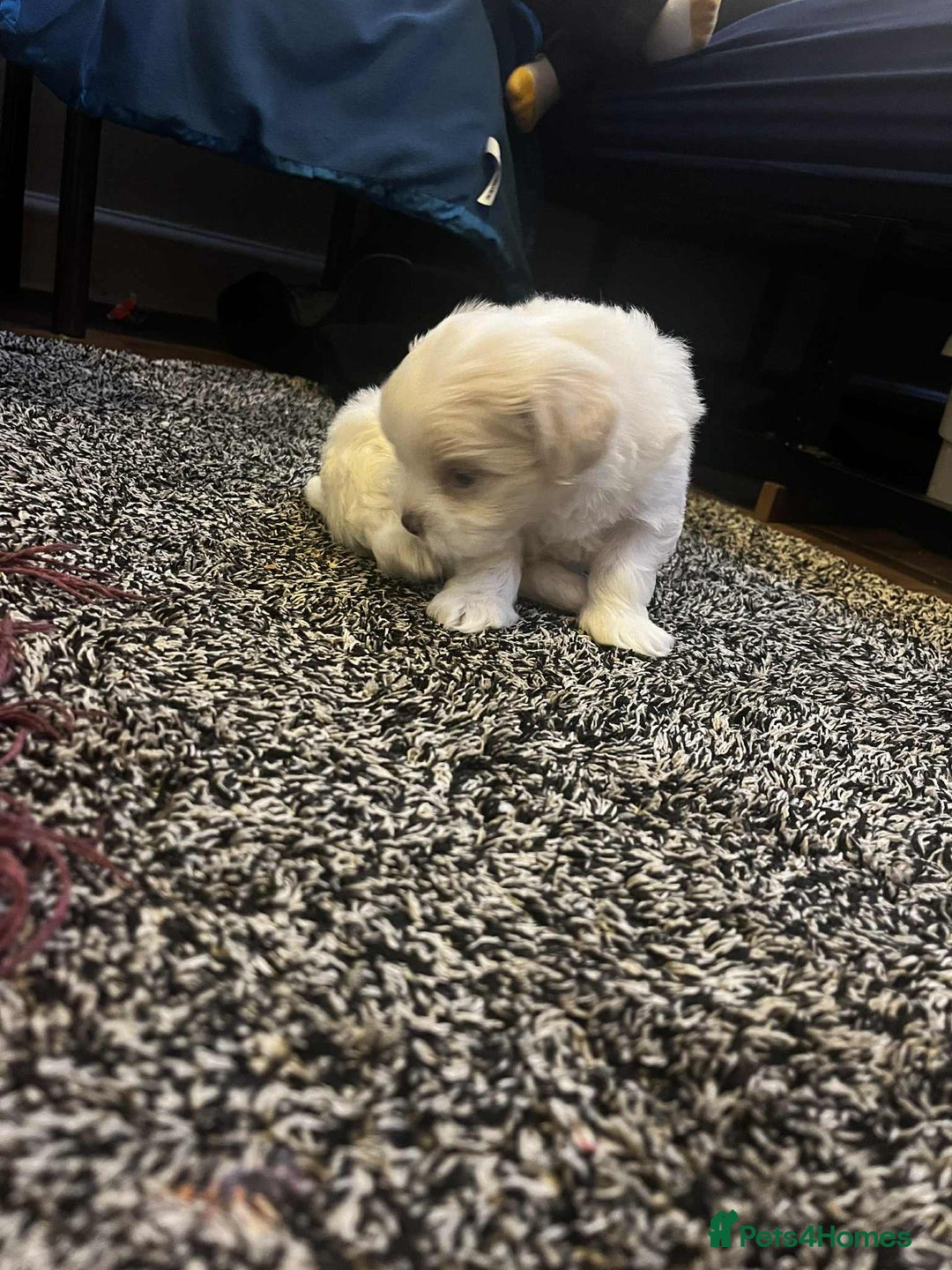 Bichon Frise dogs for sale: Bicchon malteze - Advert 5