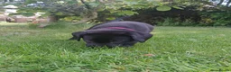 Labrador Retriever dogs for sale: KC Working Labrador puppies - Advert 7