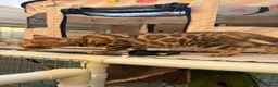 Bengal cats for sale: TICA 🔥 Pedigree health tested 🐾 Bengal Kittens  - Advert 13