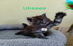 Maine Coon cats for sale: Absolutelly gorgeous kittens  - Image 23