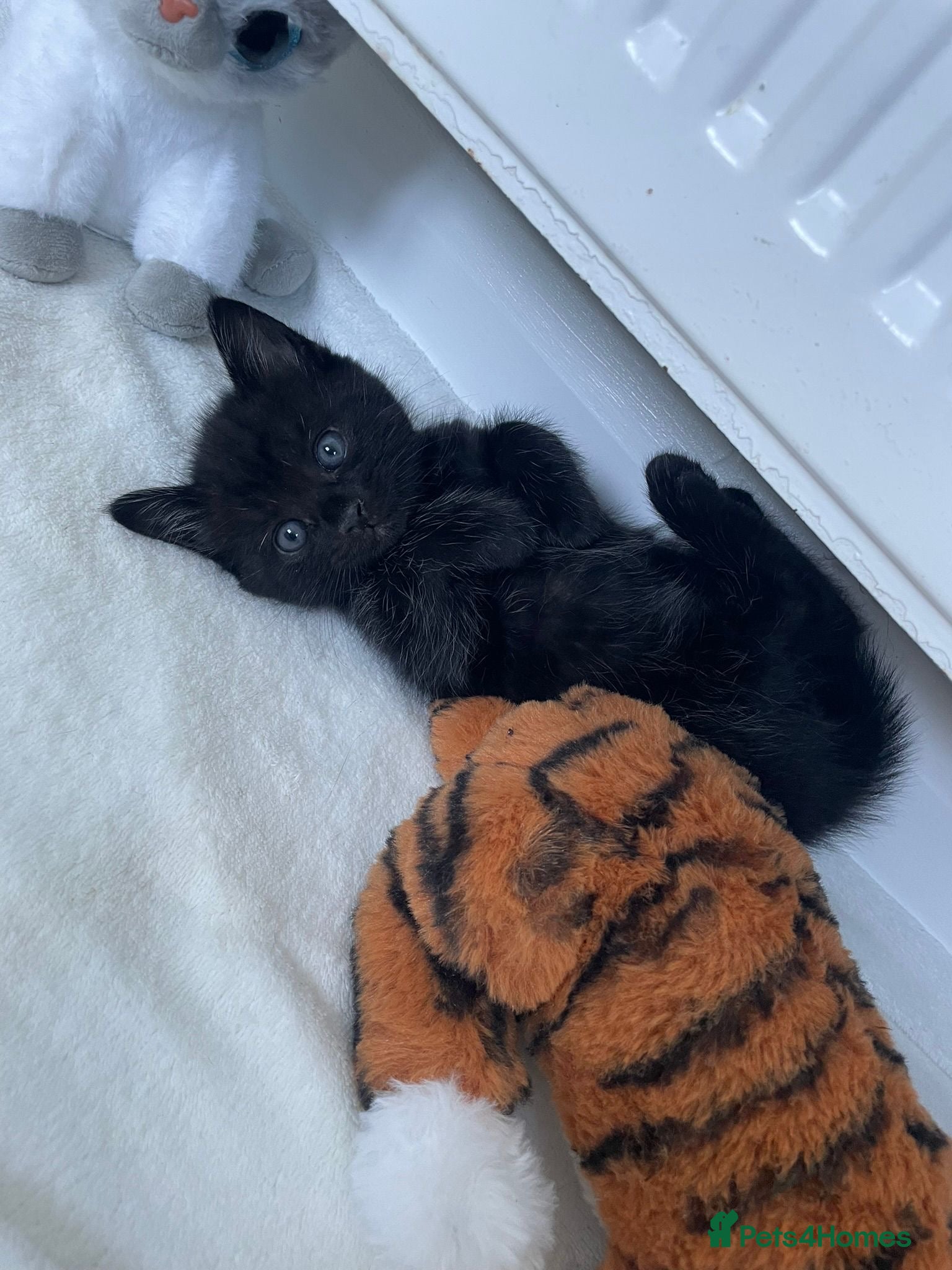 Mixed Breed Kitten 1