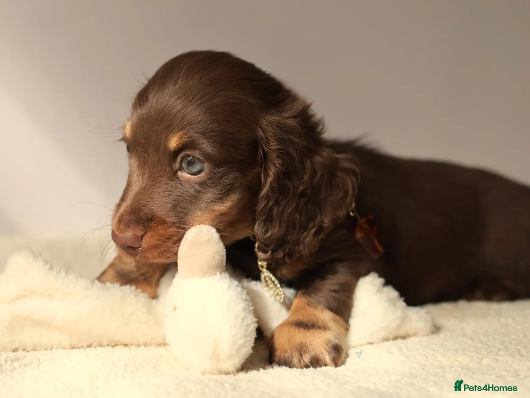Miniature Dachshund dogs for sale: 5*Licensed Holistic +Kc reg+Pra Clear+Vet Checked - Advert 30