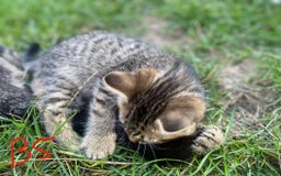 European cats for sale: 5 Adorable Male Kittens Looking for Loving Home - Image 13