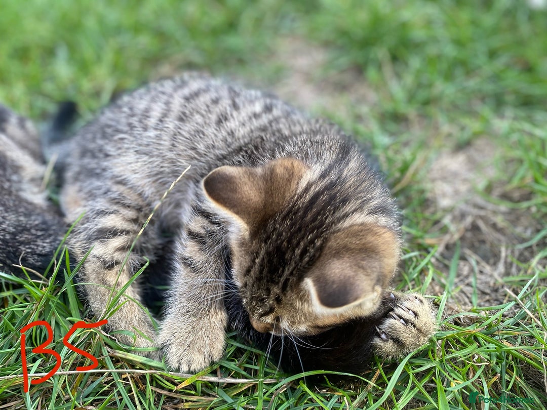European cats for sale: 5 Adorable Male Kittens Looking for Loving Home - Image 13