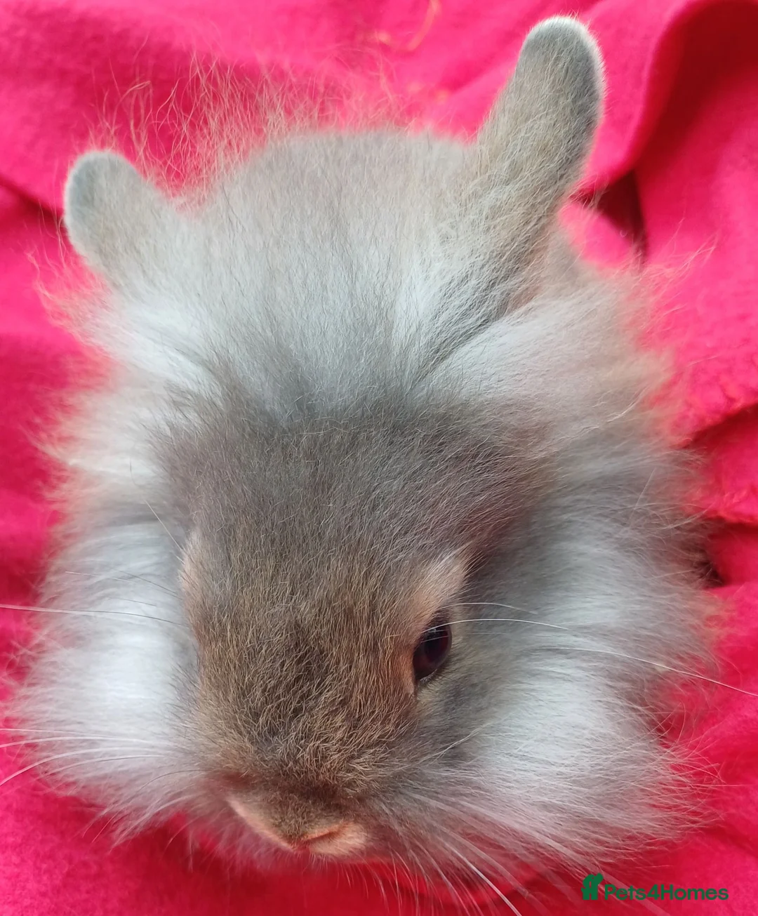 Guinea Pig rodents for sale: Brothers 8 weeks old  - Advert 2